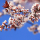Le printemps et les arts divinatoires 