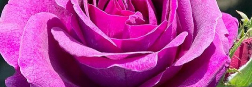 Rêves : Les Messages Symboliques de Notre Inconscient