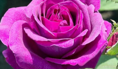 Rêves : Les Messages Symboliques de Notre Inconscient